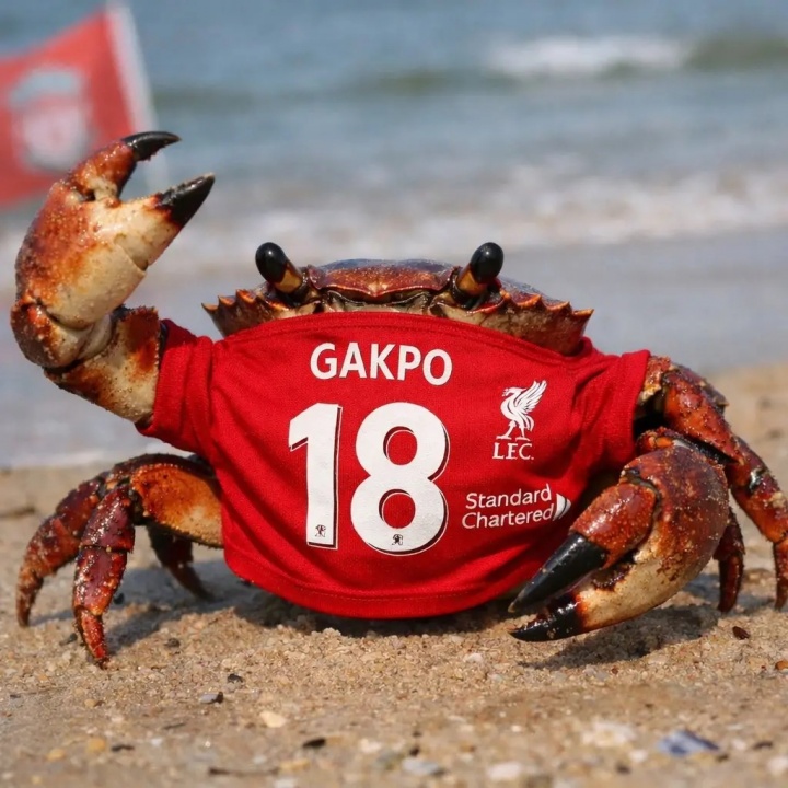 中国体育-今日趣图：今天请别叫我神秘内切男，我是狼队MVP、右后卫加克波